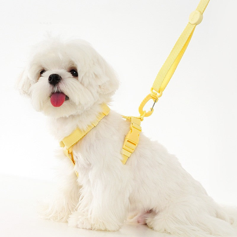 Discover the Joy of Walking Your Pets with the Korean Version Of Cat And Dog Pet Macaron
