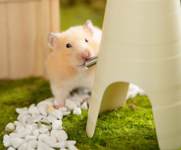 Why Your Hamster Deserves the Best: The Automatic Water Bottle Drinker