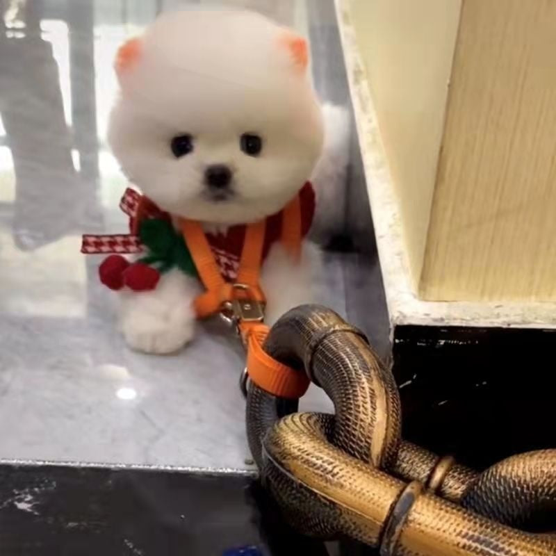 Internet Celebrity Same Style Dog Leash