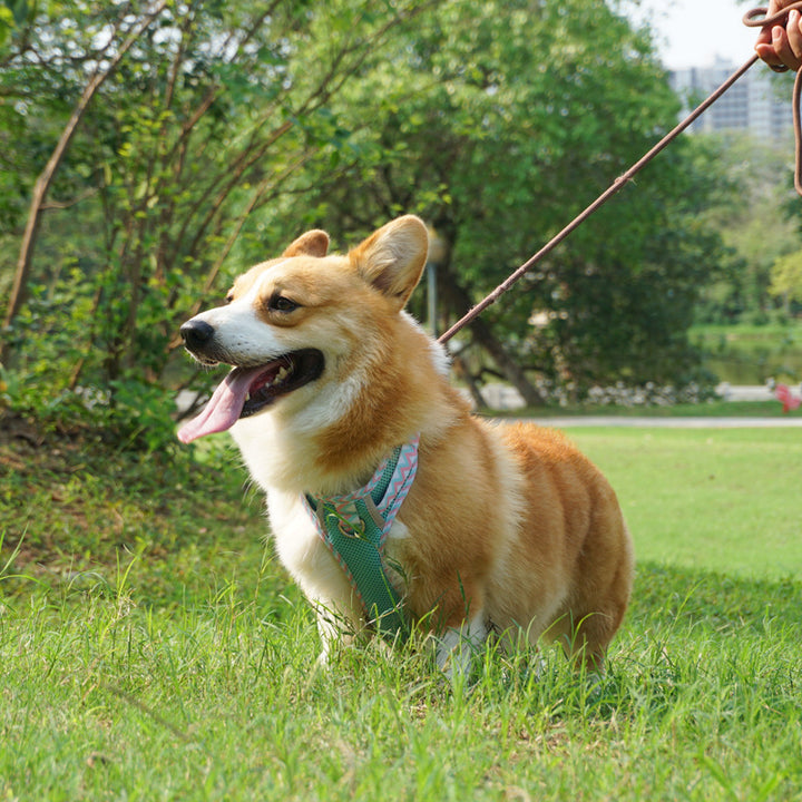 Dog Hand Holding Rope Vest Pet Harness