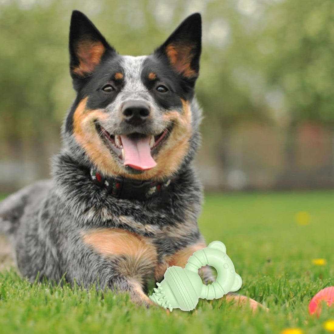 Molar Teeth Rubber Toy For Aggressive Chewers